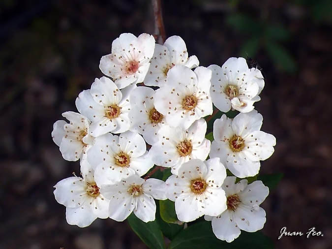 Ramillete Spiraea x vanhouttei