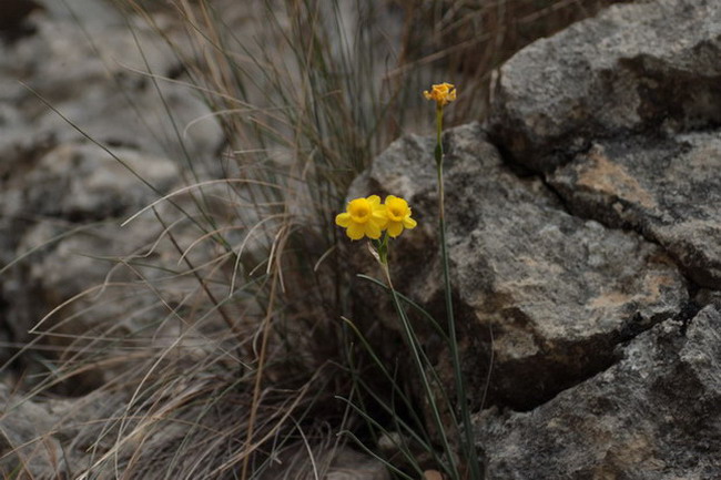 Almesquí (Narcissus assoanus)