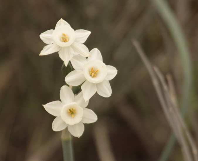 Almesquí (Narcissus assoanus)