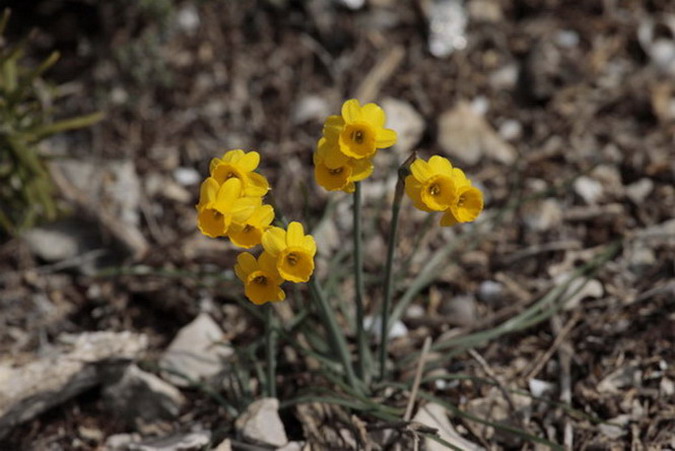 Almesquí (Narcissus assoanus)