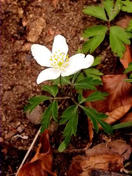 Buixol (Anemone nemorosa)