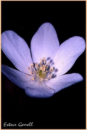 Anemone Hepatica
