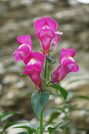 Conillets. Antirhinum majus