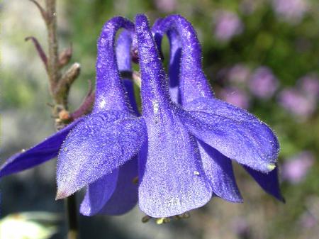 Corniol vulgar (Aquilegia vulgaris)