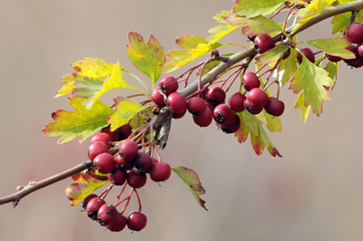 Arç blanc (Crataegus monogyna)