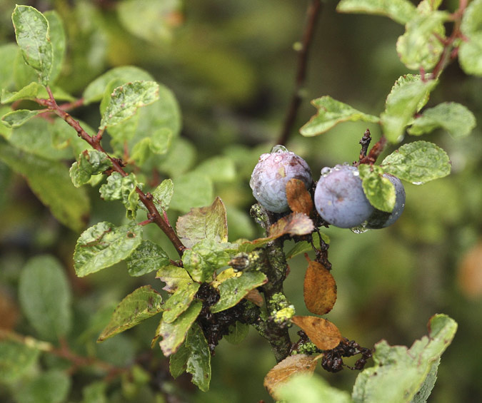 Aranyoner (Prunus spinosa)