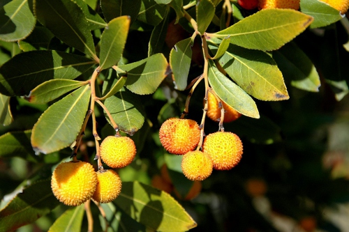 Arboç (Arbutus unedo)