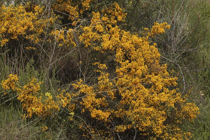 Argelaga, gatosa o argelaga negra (Calicotome spinosa)