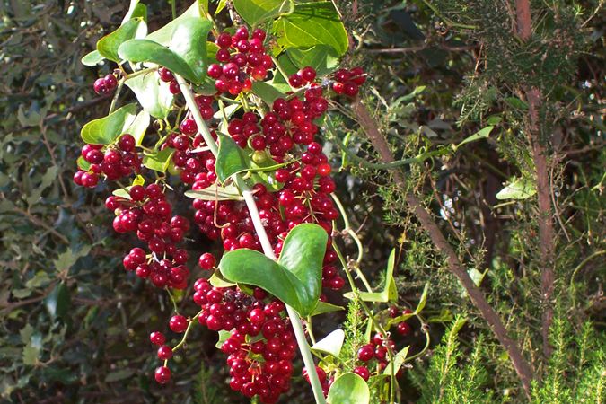 Arítjol (Smilax Aspera)