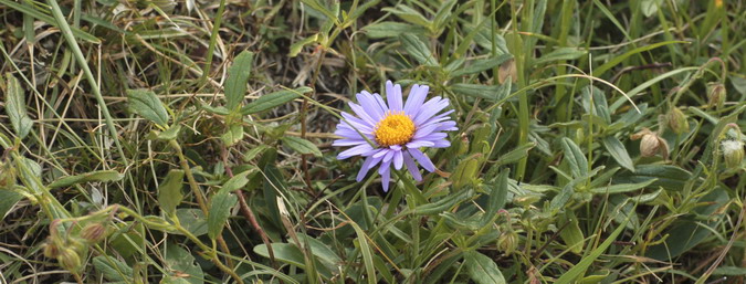 Aster alpí (Aster alpinus)