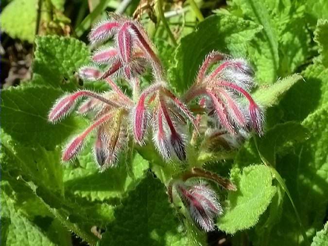 Borratja, borraja (Borago officinalis)