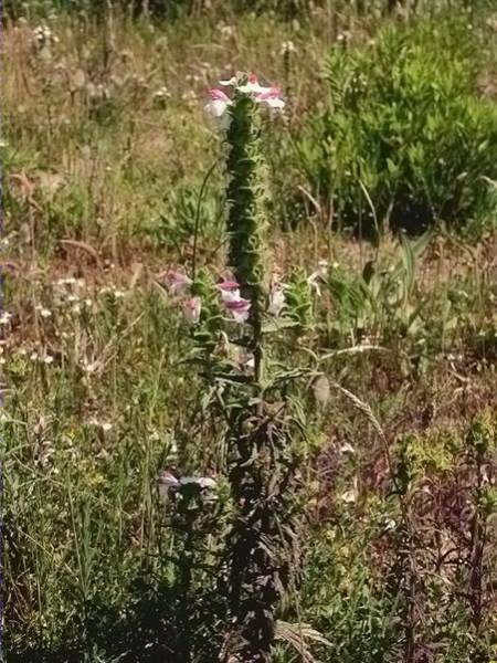 Bellardia,gallocresta ( Bellardia trixago)