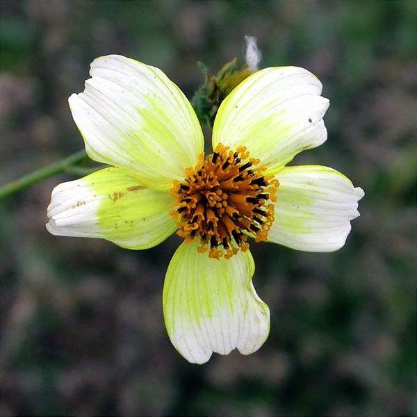 Planta de té (Bidens aurea)