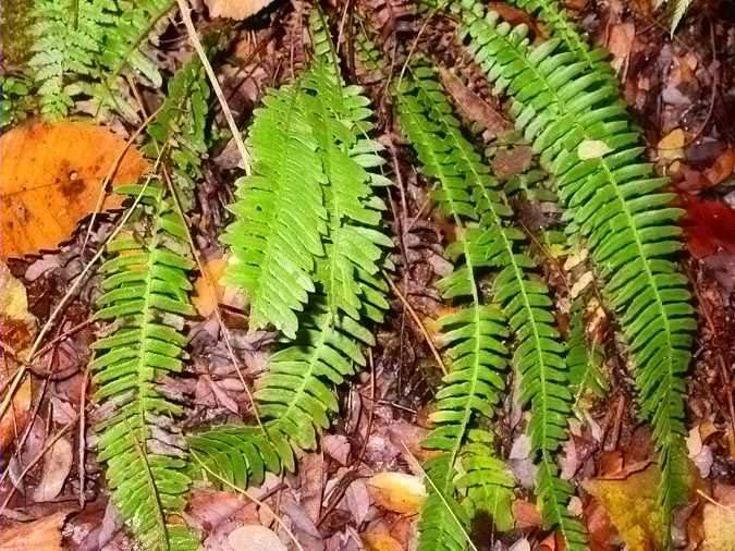 Blècnum (Blechnum spicant)