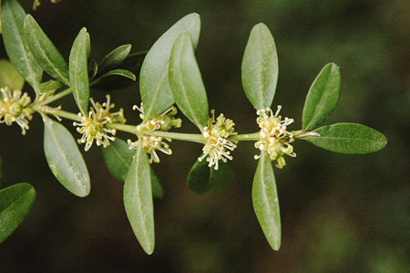 Boix (Buxus sempervirens)