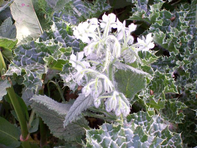 Borratja, borraina (Borago officinalis alba)