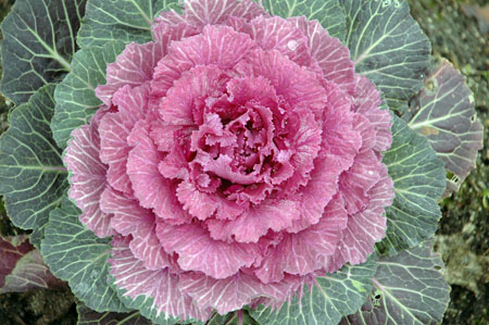 Col ornamental (Brassica oleracea)