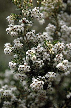 Bruc boal (Erica arborea)