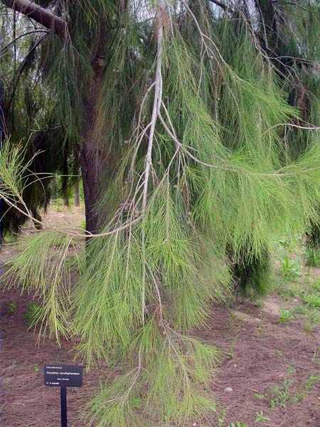 Casuarina cunninghamiana