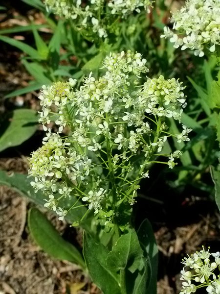 Babal, mastuerzo bárbaro (Lepidium draba, =Cardaria draba)