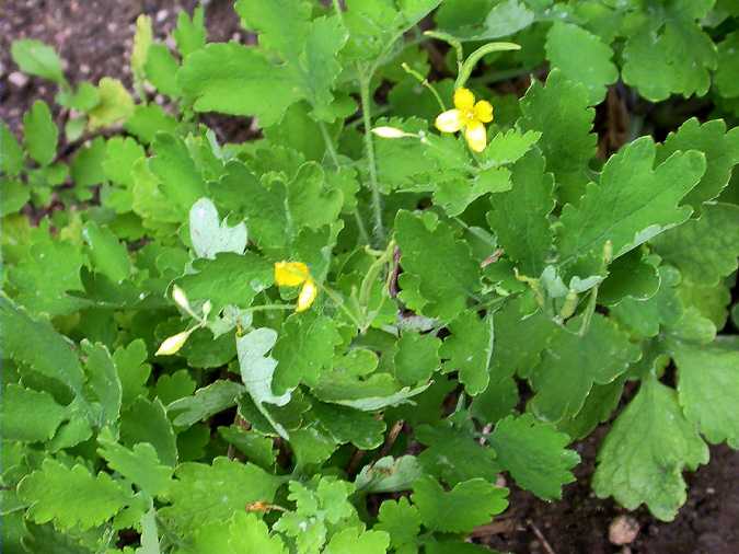 Herba de les berrugues (Cheilidonium majus)