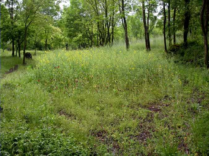 Colza (Brassica napus)