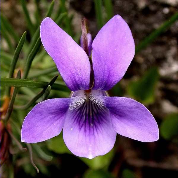 Pensament pirinenc, violeta cornuda (Viola cornuta)