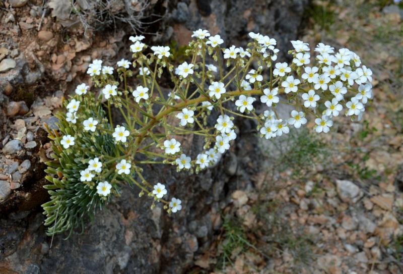 Corona de rei (Saxifraga longifolia)