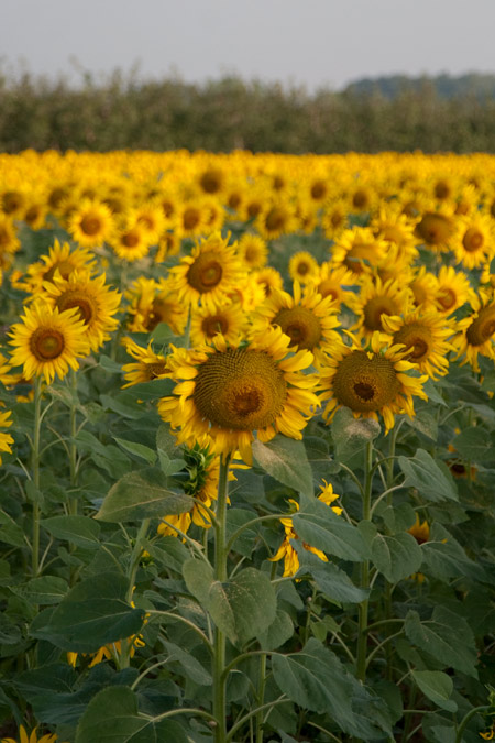 Girasol (Helianthus annuus)