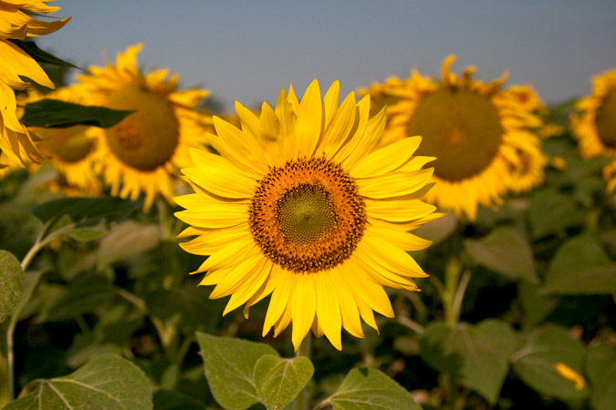 Girasol (Helianthus annuus)