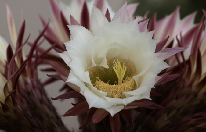 Cactus pygmaeocereus bieblii