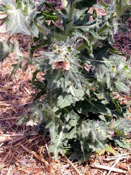 Herba caixalera, beleño blanco (Hyoscyamus albus)