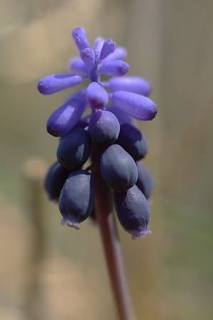 Calabruixa petita (Muscari neglectum)