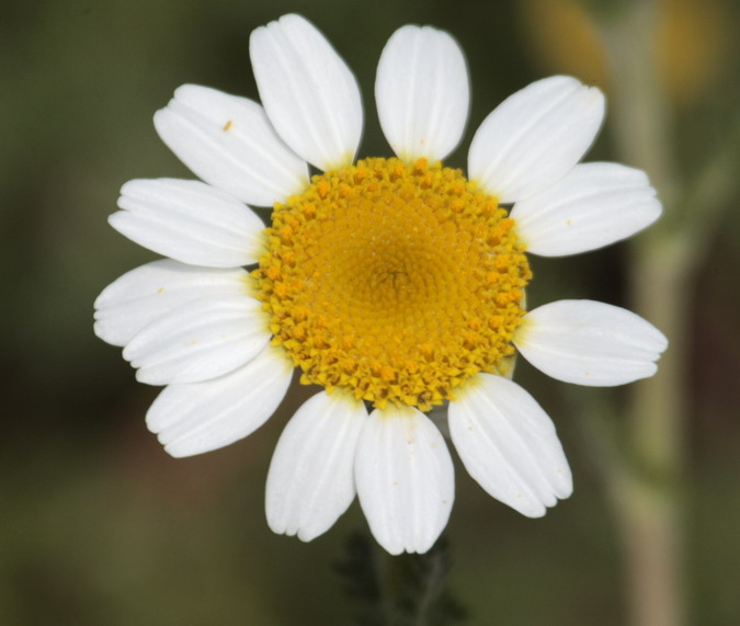 Camamilla borda (Anthemis arvensis)