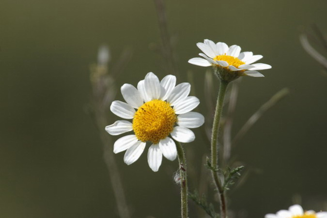 Camamilla borda (Anthemis arvensis)