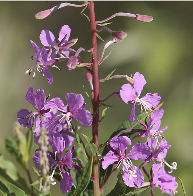 Cameneri (Epilobium angustifolium)