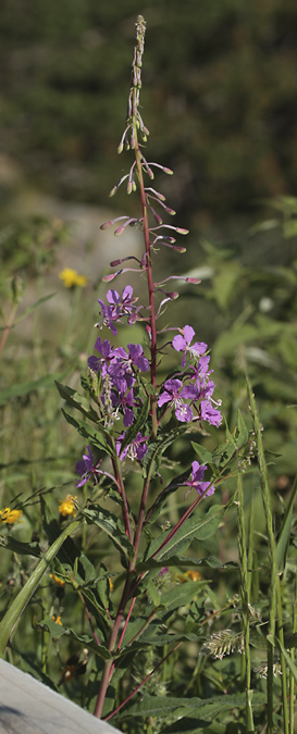 Cameneri (Epilobium angustifolium)