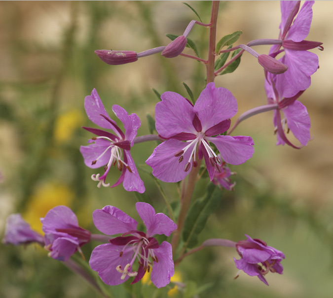 Cameneri (Epilobium angustifolium)