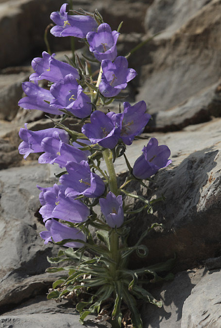 Campaneta gran (Campanula speciosa )