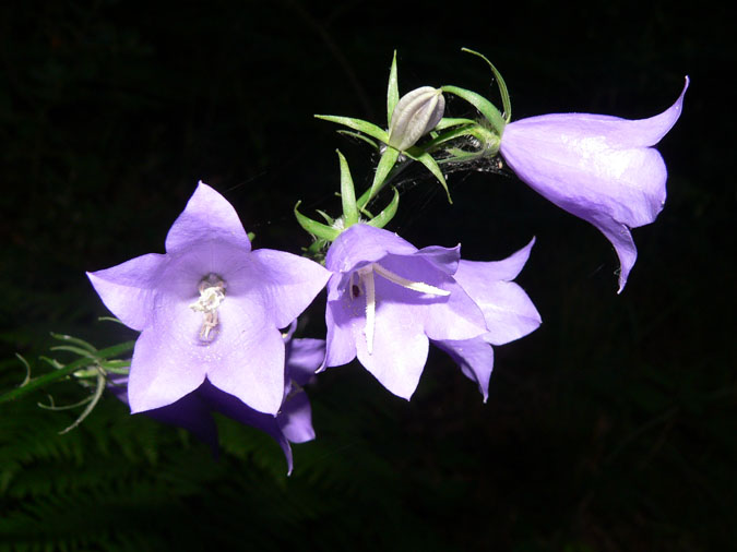 Campanula persicifolia?