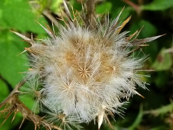 Card cigrell (Carlina corymbosa)