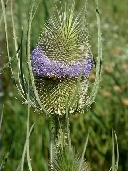 Cardó, cardencha (Dipsacus fullonum)