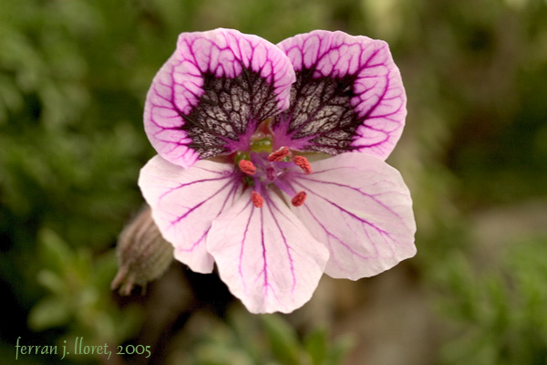 Erodium glandulosum (Cav.) Willd.