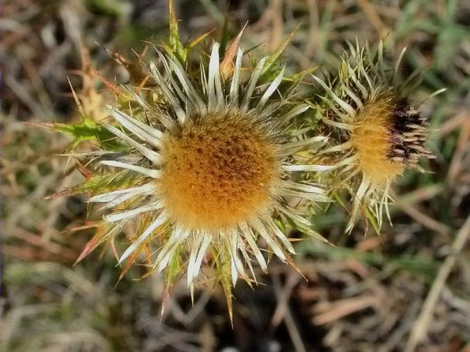 Carlina petita (Carlina vulgaris)