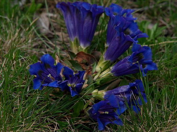 Gentiana aculis