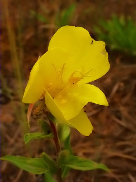 Cascall marí (Glaucium flavium)