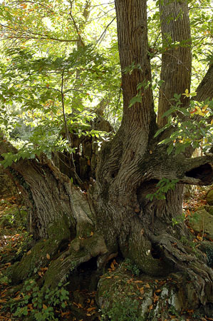 Castanyer. Castaño. Castanea sativa