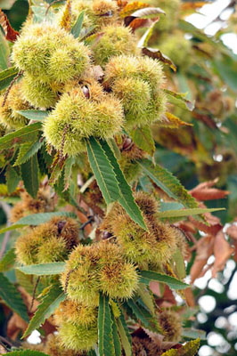 Castanyer mediterrani (Castanea sativa)