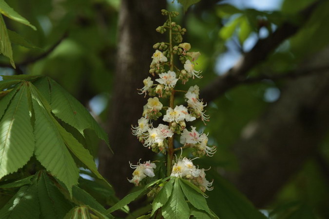 Castanyer d'Índia Aesculus hippocastanum