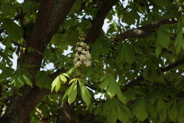 Castanyer d'Índia Aesculus hippocastanum